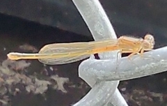 Ischnura verticalis
