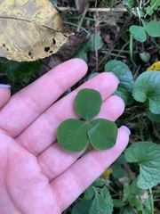 Trifolium stoloniferum