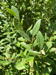 Lyonia ligustrina