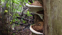 Ganoderma applanatum