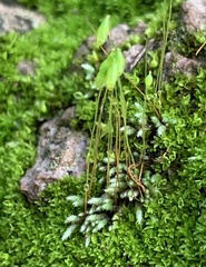 Bryum argenteum