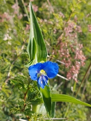 Commelina tuberosa