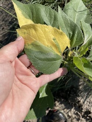 Helianthus annuus
