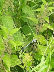 Platycnemis pennipes