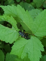 Nicrophorus defodiens