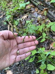 Hylodesmum glutinosum