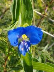 Commelina tuberosa