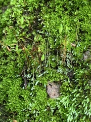 Bryum argenteum