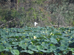 Nelumbo lutea