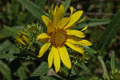 Helianthus nuttallii
