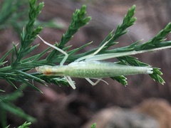 Oecanthus niveus