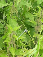 Platycnemis pennipes