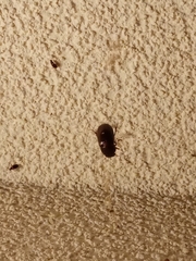 Aphodiinae