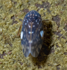 Xestocephalus
