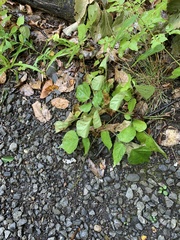 Hylodesmum glutinosum