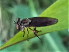 Holcocephala