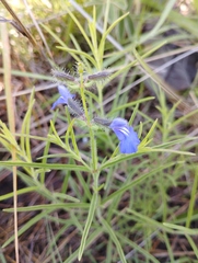 Salvia heterotricha