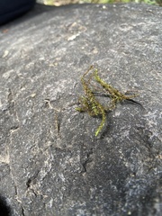 Homalothecium nuttallii