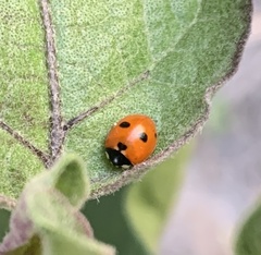 Coccinella quinquepunctata
