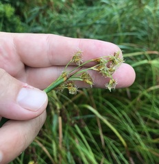 Schoenoplectus tabernaemontani