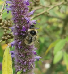 Bombus bohemicus