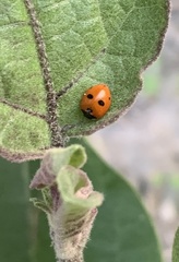 Coccinella quinquepunctata