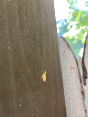 Stenacron interpunctatum