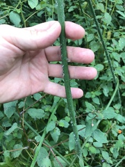 Schoenoplectus tabernaemontani