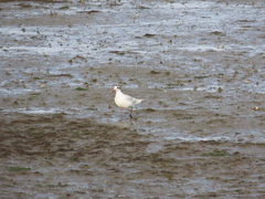 Ichthyaetus melanocephalus