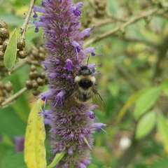 Bombus bohemicus