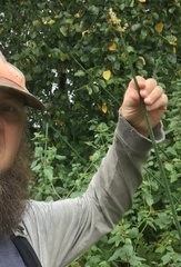 Schoenoplectus tabernaemontani