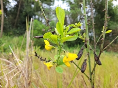 Crotalaria