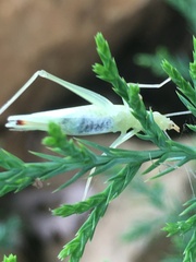 Oecanthus niveus