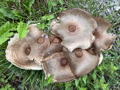Leucoagaricus americanus