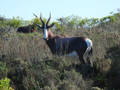 Damaliscus pygargus pygargus