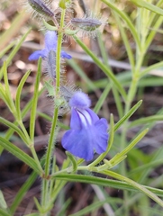 Salvia heterotricha