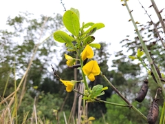 Crotalaria