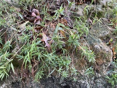 Dichanthelium