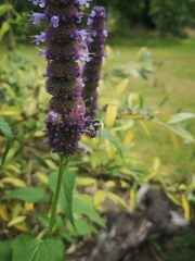 Bombus bohemicus