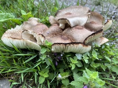 Leucoagaricus americanus