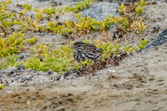 Passerculus sandwichensis beldingi