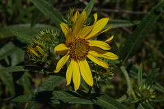 Helianthus nuttallii