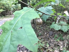 Amphibolips