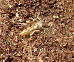 Brachyponera chinensis