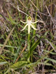 Habenaria trifida