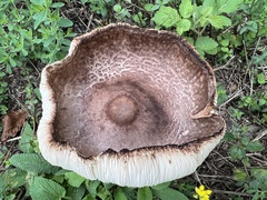 Leucoagaricus americanus