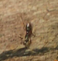 Brachyponera chinensis