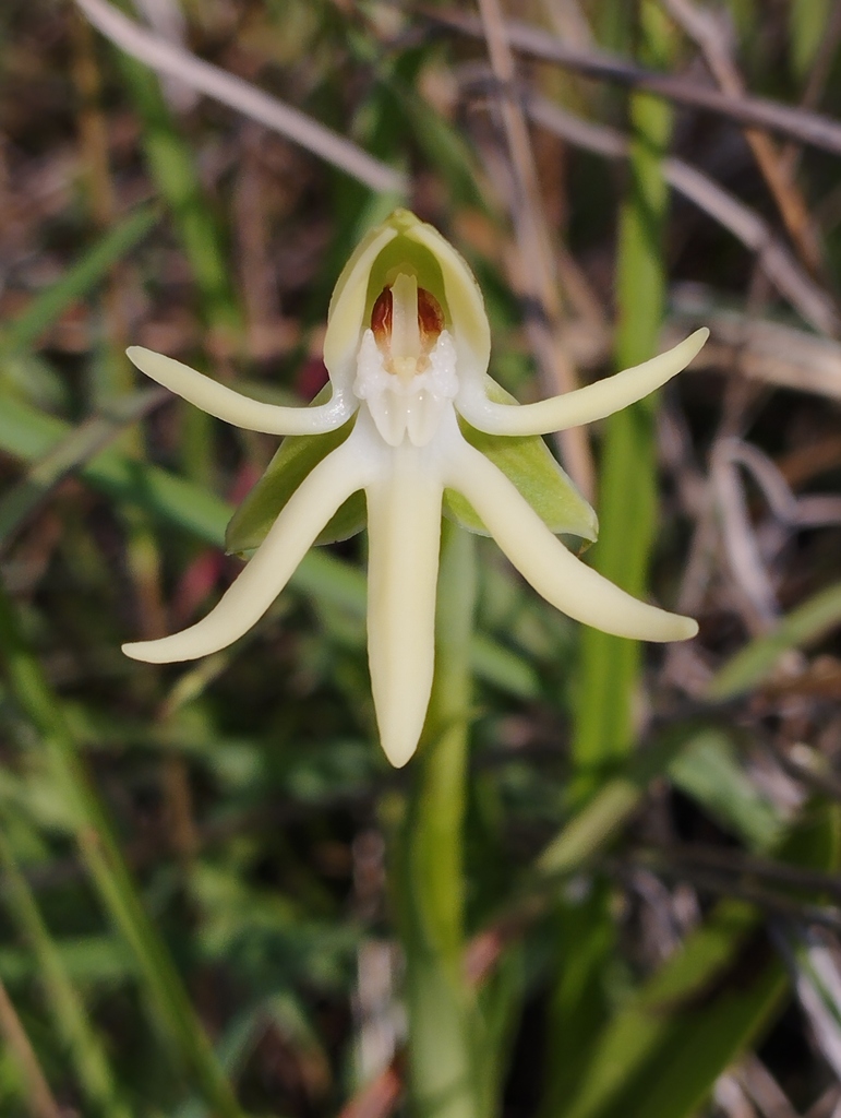 Habenaria trifida