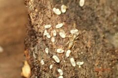 Brachyponera chinensis