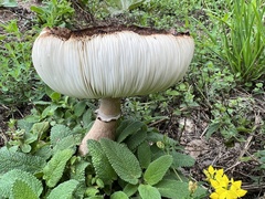 Leucoagaricus americanus
